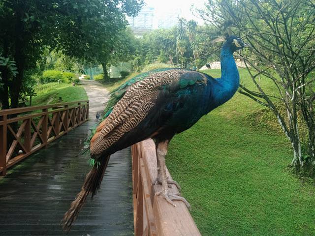 things to do in Kuala Lumpur with family