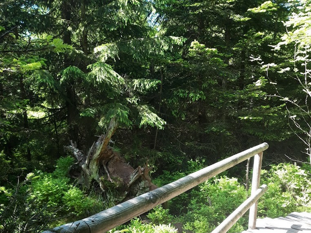Schwarzwald National Park Baden Baden