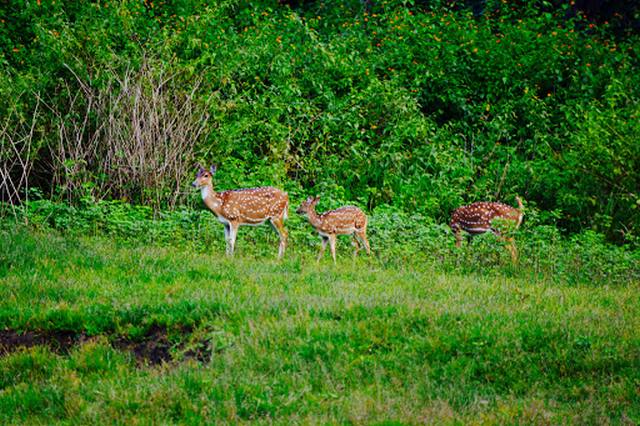 Wayanad Safari Kerala