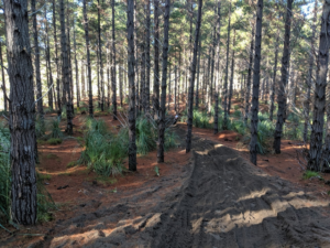 غابة وودهيل اوكلاند - Woodhill Forest Auckland