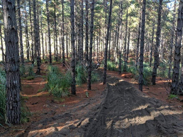 Woodhill Forest Auckland