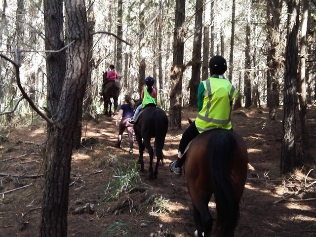 Woodhill Forest in Auckland