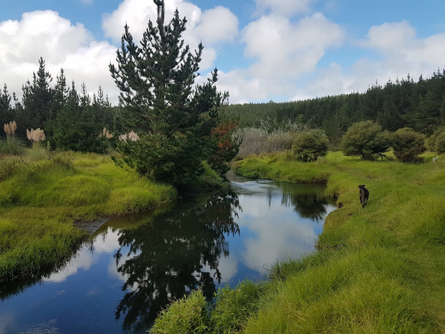 Woodhill Forest in Auckland