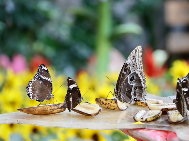 Butterfly Garden in Dubai