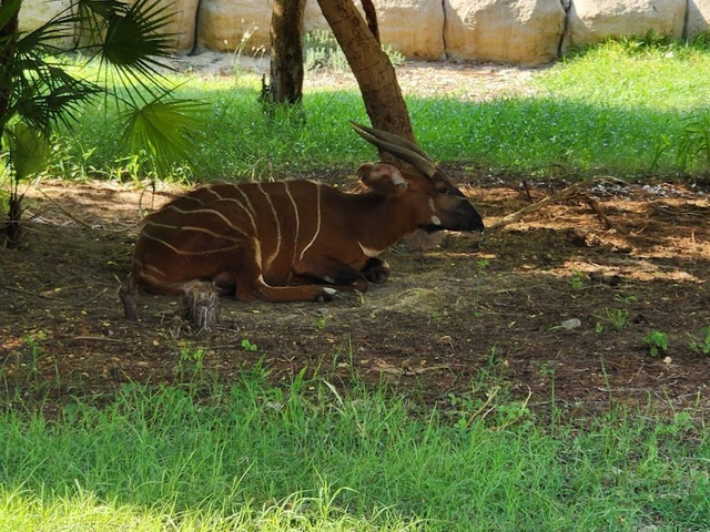 Dubai Safari Park