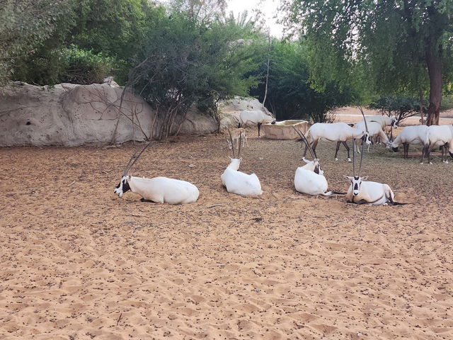 Safari Park in Dubai