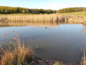 Gedling Country Park
