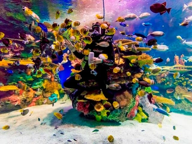 اكواريوم ريبلي في تورنتو - Ripley's Aquarium of Canada