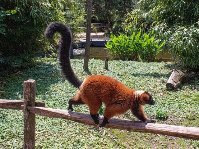 Zoo di Amsterdam - Amsterdam City Zoo