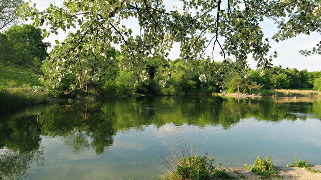حديقة ارشيل _ Irchel Park