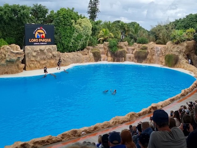 Orca Ocean Canary Islands