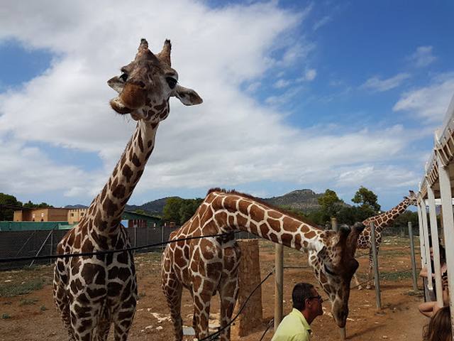 Safari Zoo Balearic Islands