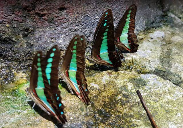 Kuala Lumpur Butterfly Park
