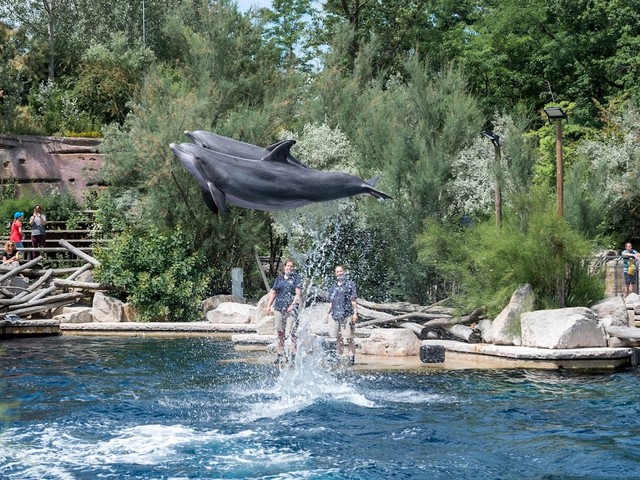 Dolphinarium in the zoo in Nuremberg