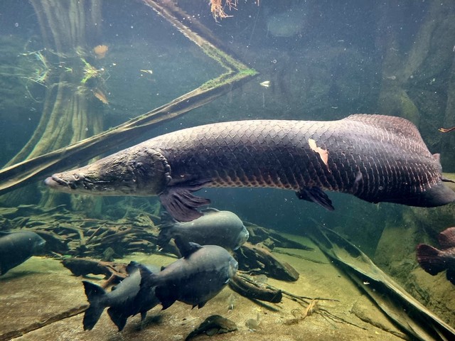 Gondwanaland Zoo Leipzig