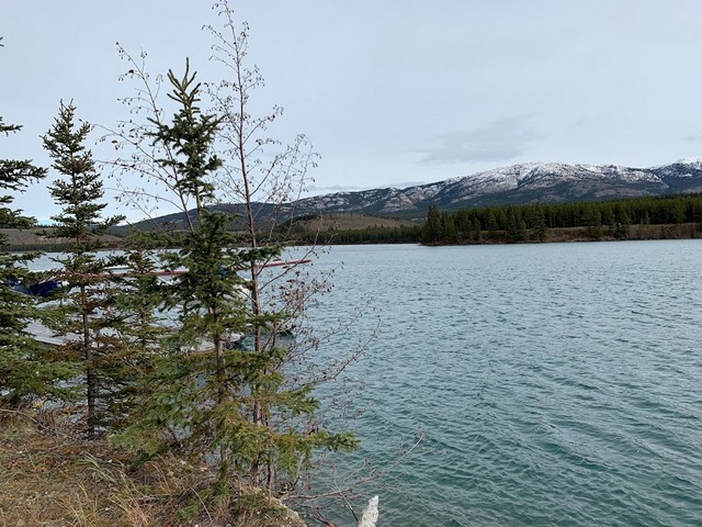 Miles Canyon Forest Whitehorse