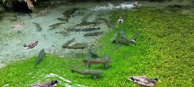 Paradise Valley Springs in Tauranga