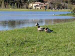 حديقة بارونيو رافينا - Parco Baronio Ravenna