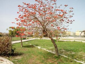 حديقة ضحايا المافيا سيراكيوز - best parks in Syracuse - Parco Vittime della Mafia Syracuse
