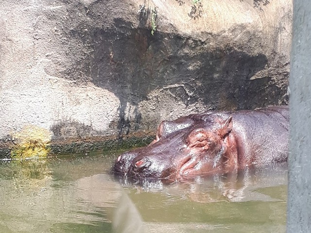 Taipei Zoo