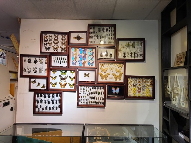 Taiwan Insect Museum in Taipei