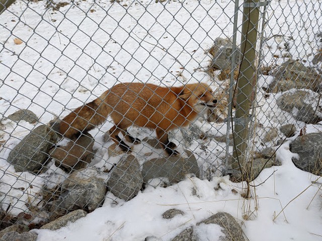 Yukon Wildlife Preserve Whitehorse