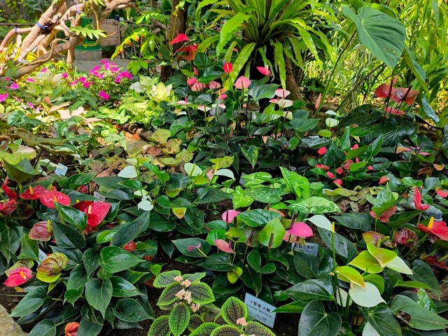Botanical Garden of National Museum of Nature Science Taichung