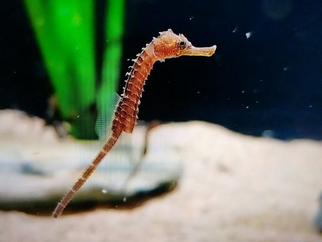 Sea Life Aquarium Munich