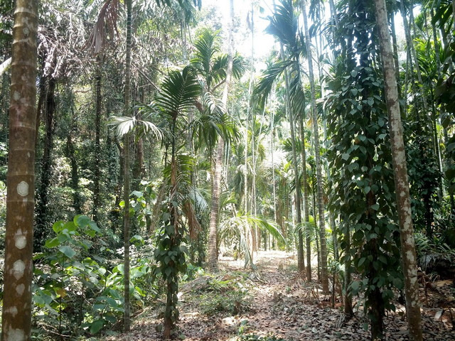 Kesarval Waterfall Goa