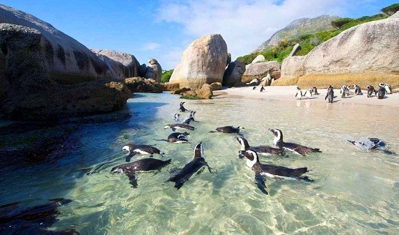 best things to do in Cape Town South Africa