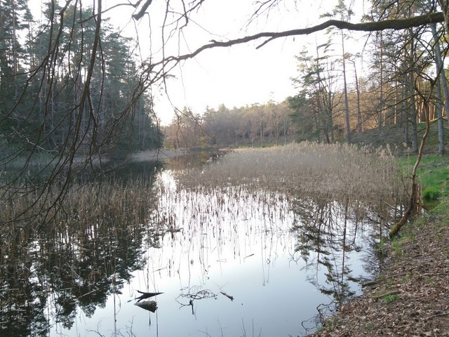 Kiefernwalder Forest in Nuremberg