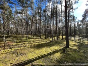 غابة الصنوبر نورمبرغ - Kiefernwalder Forest Nuremberg
