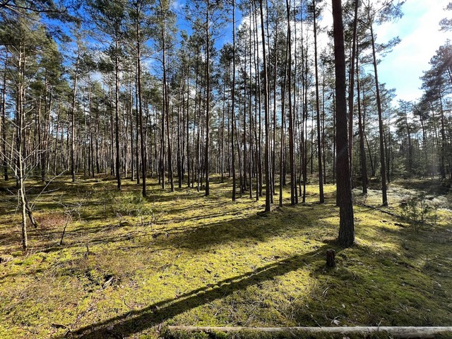 Kiefernwalder Forest Nuremberg