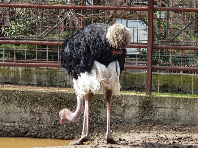 Koki Zoo Toledo