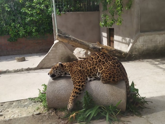 Koki Zoo in Toledo