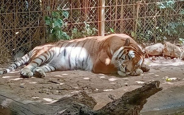 Natura Park Zoo in Balearic Islands