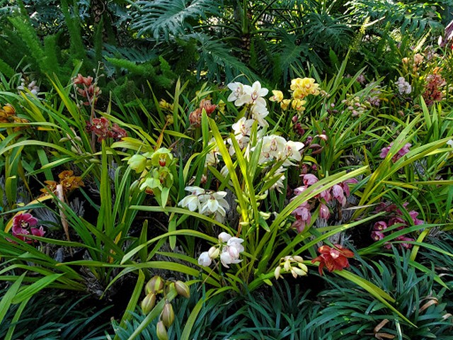 Botanical Garden San Diego