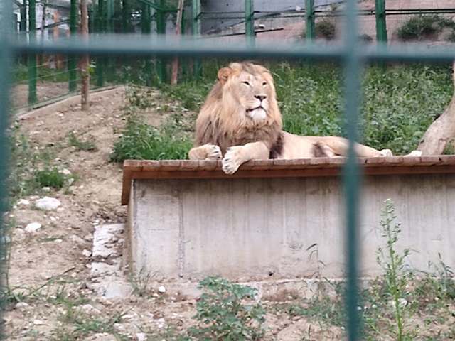 حديقة حيوان تيرانا