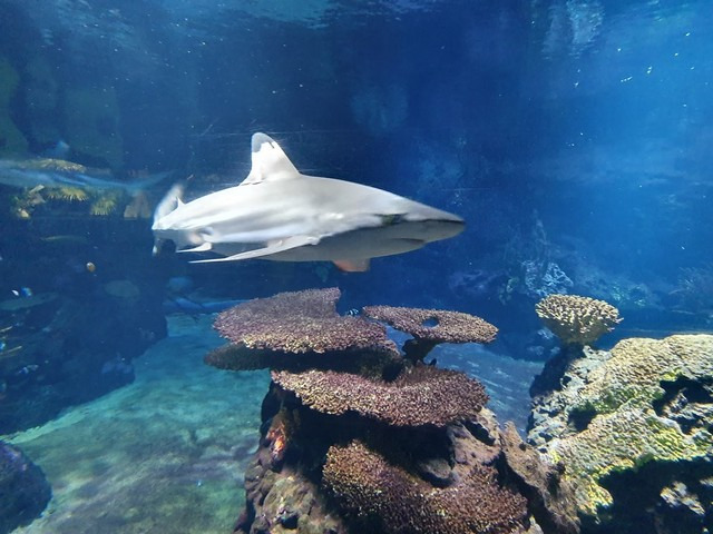 Aquarium Berlin