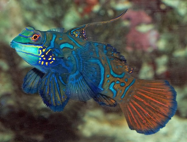Aquarium Berlin