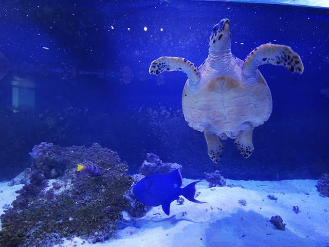 Aqaba Aquarium