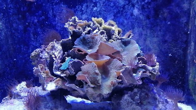 Aqaba Aquarium
