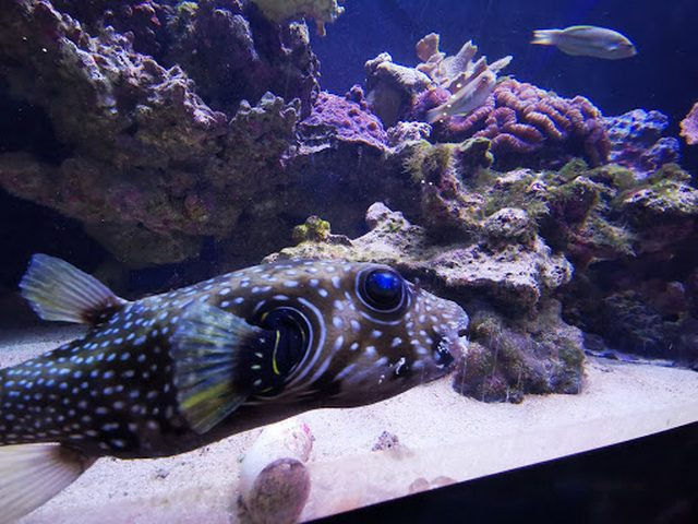 Aqaba Aquarium