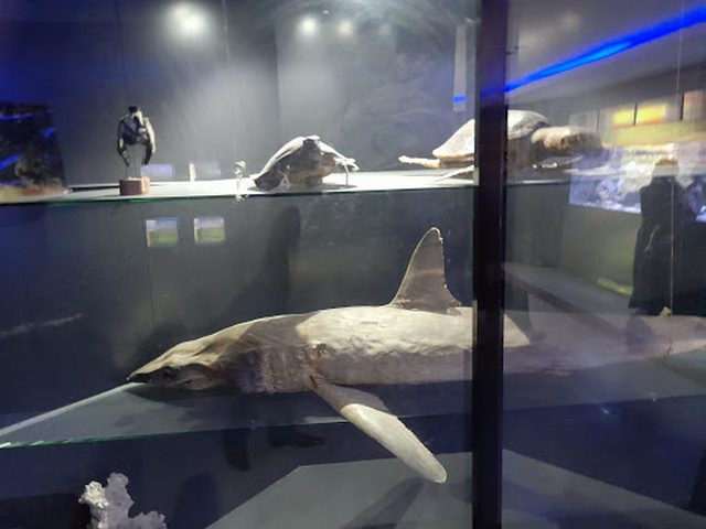 Aqaba Aquarium