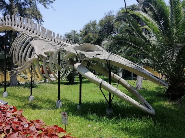 free things to do in Lima Peru