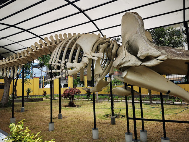 Museo de Historia Natural in Lima