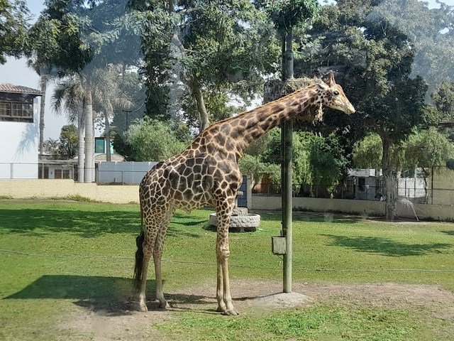 Parque de las Leyendas Lima