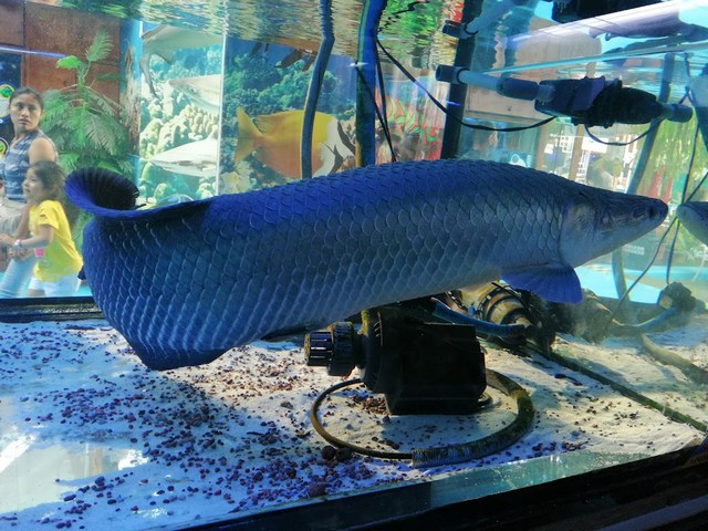 Public Aquarium Nautilus in Lima