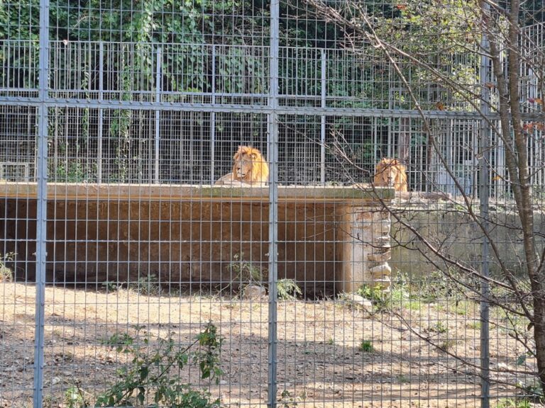 Zoo Al Maglio Lugano