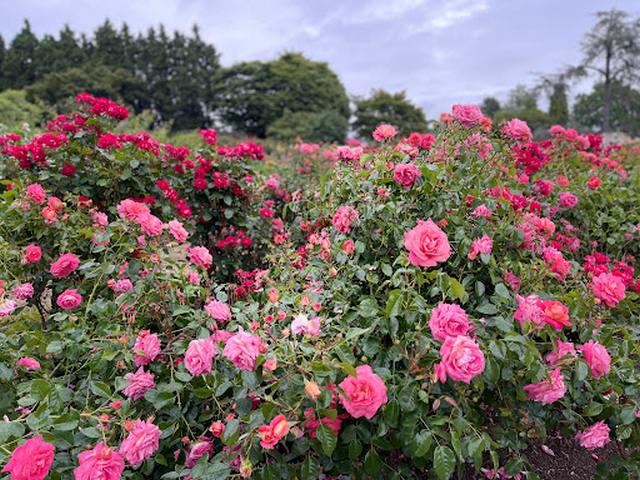 Vandusen Botanical Garden Vancouver